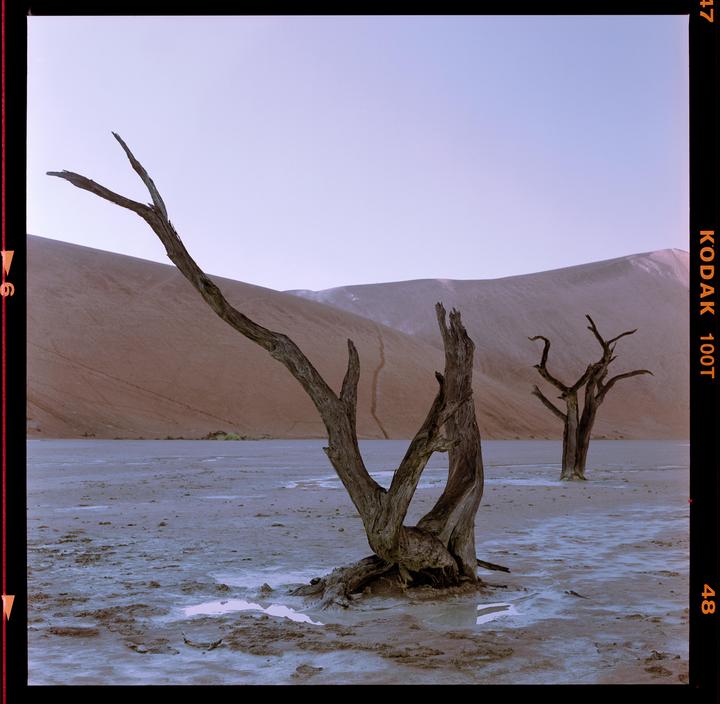Two dead trees stand in a cracked, dry landscape with a large sand dune in the background under a pale sky.
