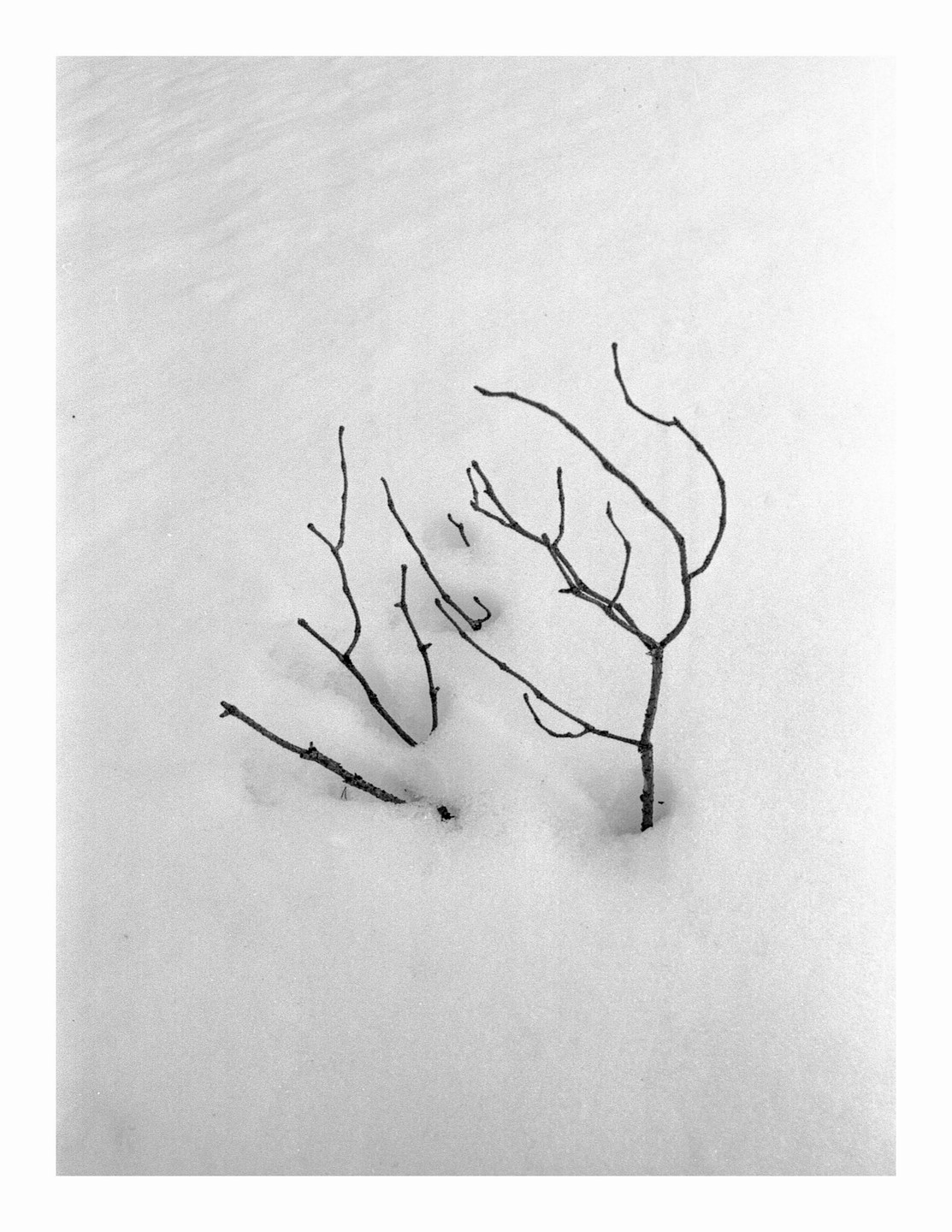 Bare branches emerge from a field of snow.