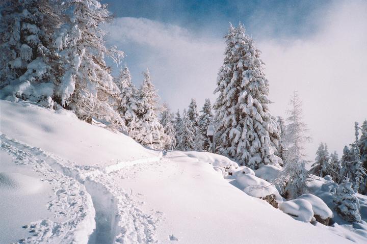 A snowy path winds through a forest of snow-covered pine trees under a bright sky.