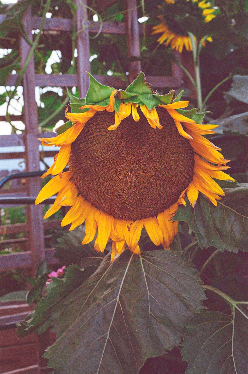 A large sunflower with bright yellow petals and a dark brown center stands in front of a wooden trellis.