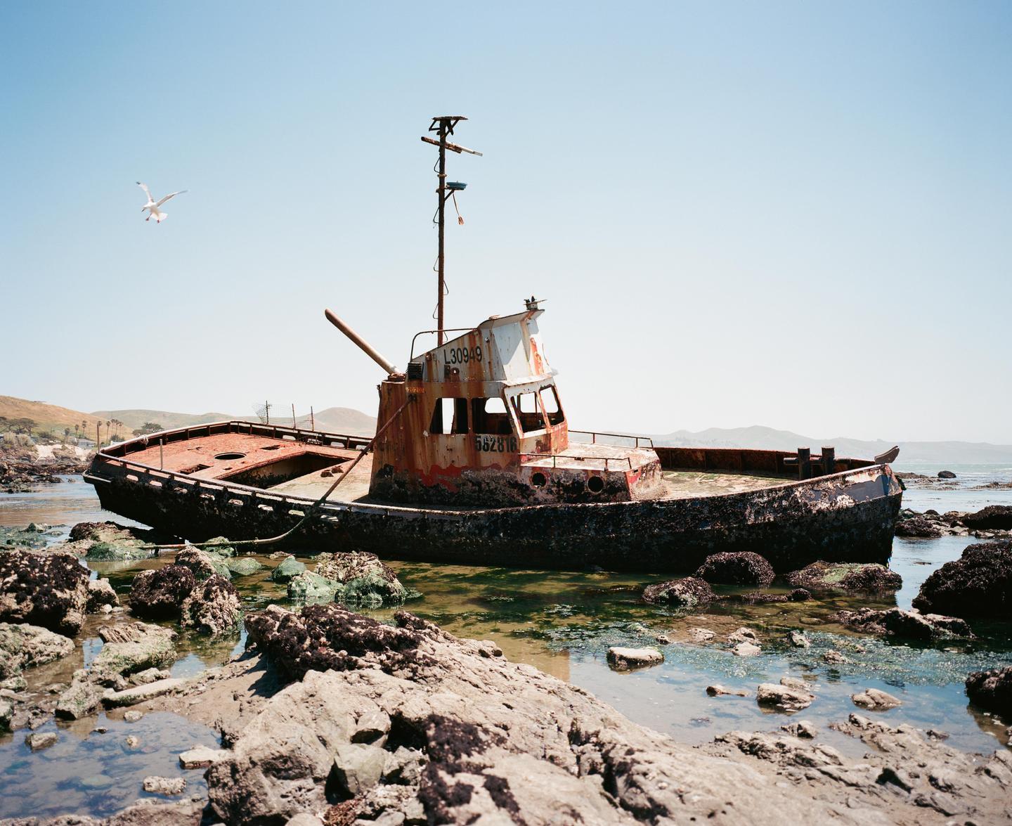 A rusty shipwreck sits on a rocky shore with a seagull flying overhead.