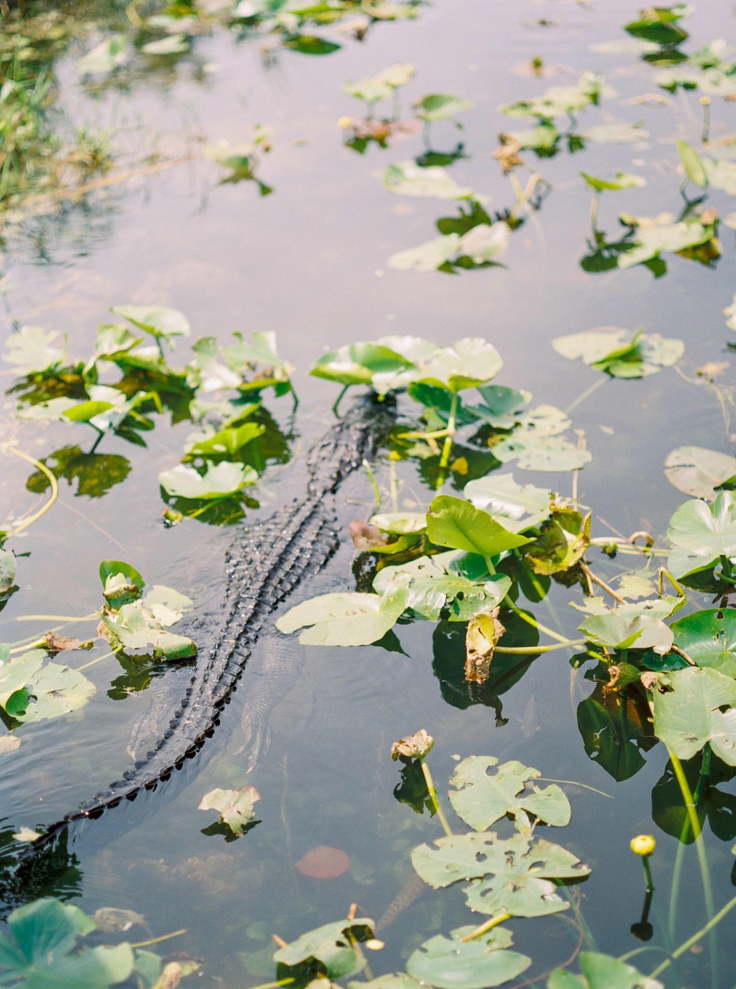 An alligator swims through water covered with lily pads in the Everglades.