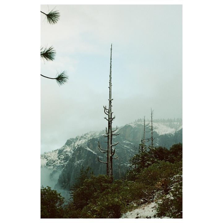 A tall, bare tree stands in a snowy mountain landscape with other trees and fog.