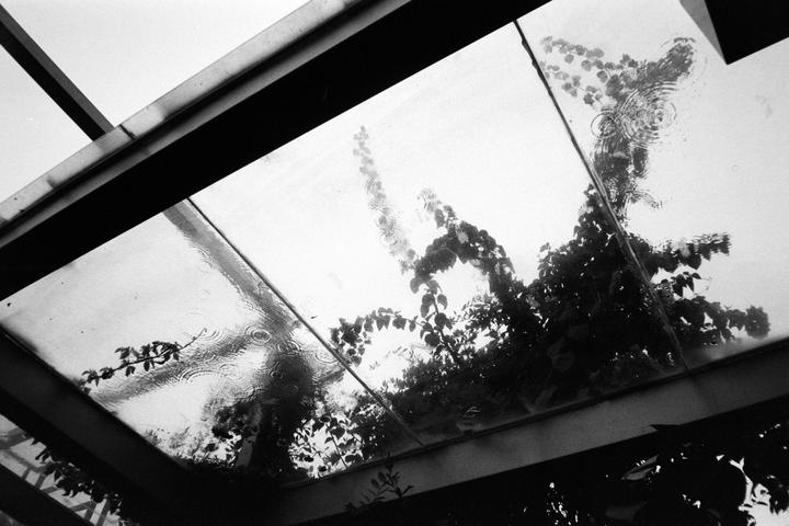 Raindrops create ripples on a glass roof with dark foliage visible through it.