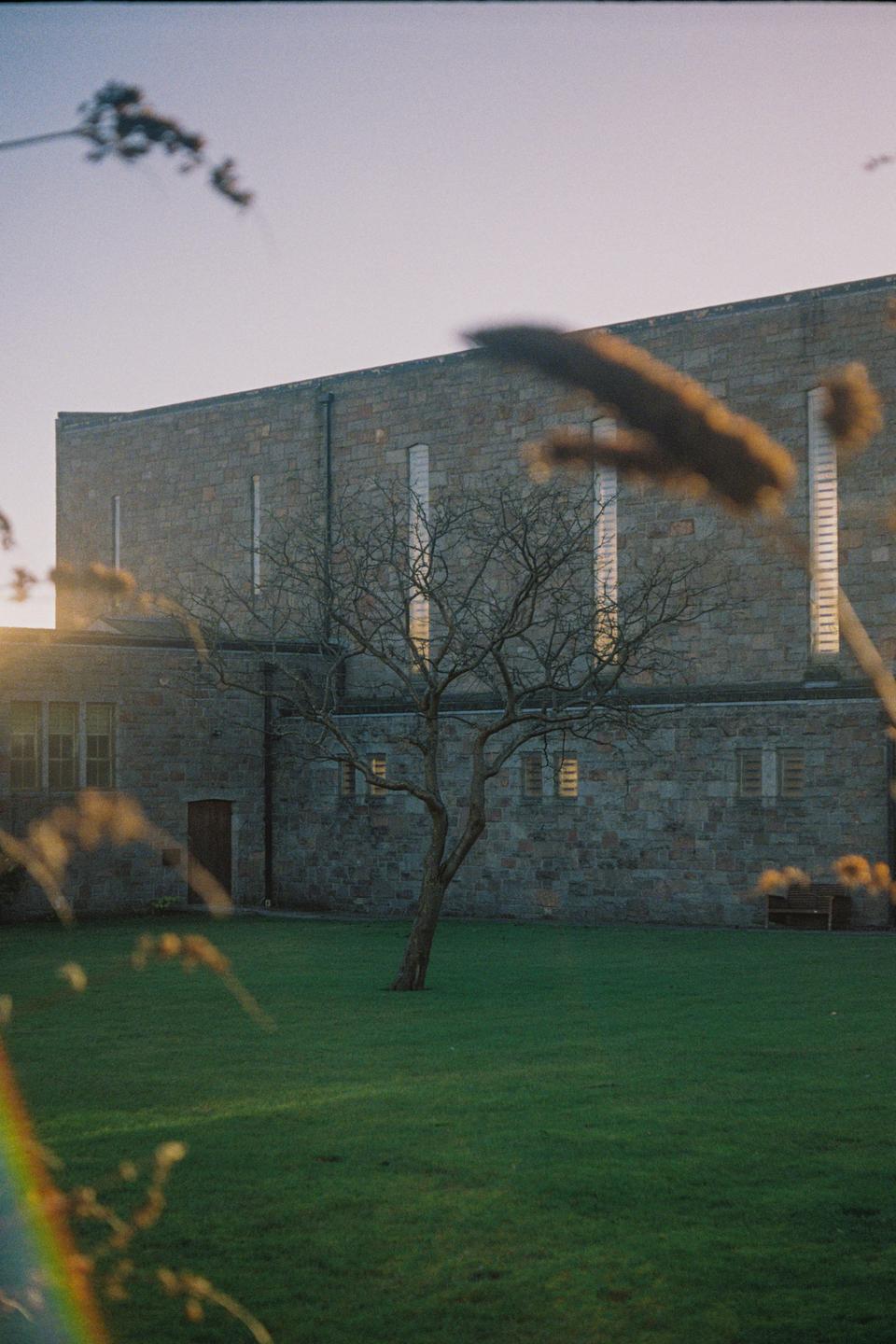 A bare tree stands in a grassy courtyard in front of a stone building with light shining through its windows.