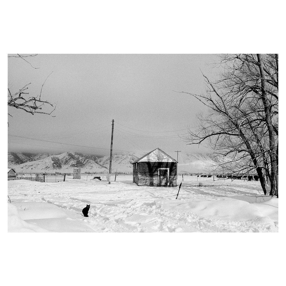 A black cat sits in the snow in front of a small wooden building with mountains in the background.