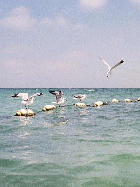 Several seagulls are perched on buoys in the ocean, with one seagull flying above the water.