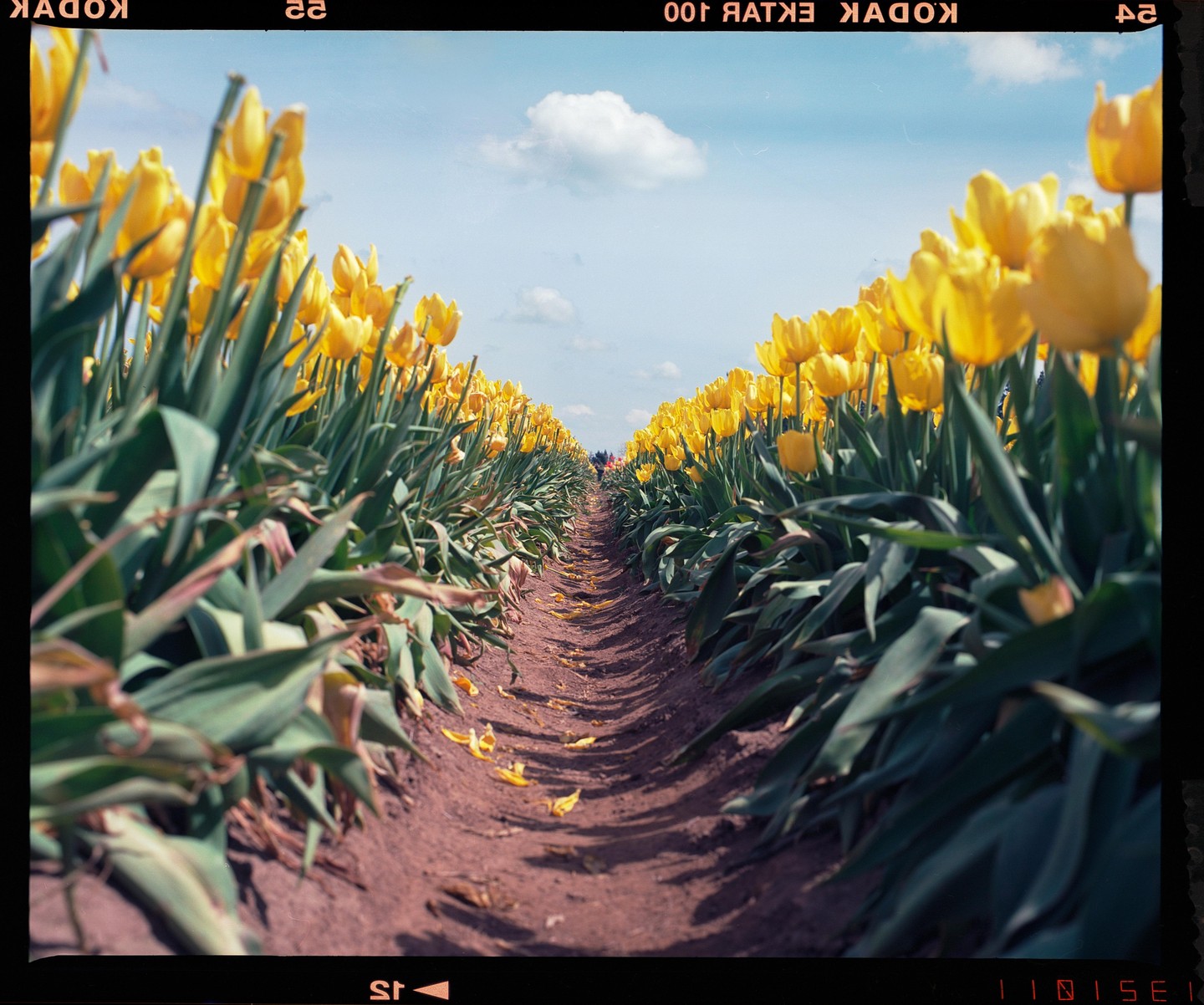 A narrow dirt path leads through a field of yellow tulips under a blue sky with a single cloud.