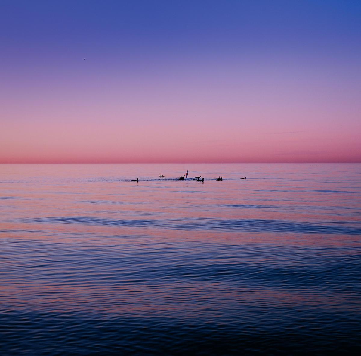 A group of ducks swims on a calm body of water under a colorful sky at dusk.