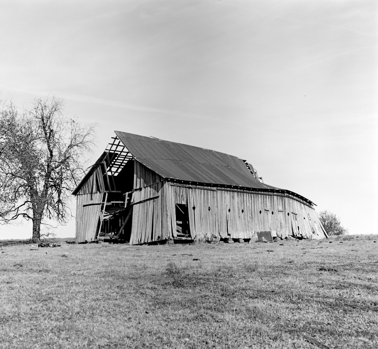 An old, dilapidated barn with a partially collapsed roof stands next to a bare tree in a grassy field.