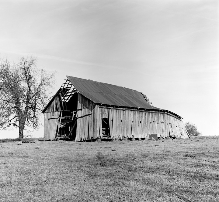 An old, dilapidated barn with a partially collapsed roof stands next to a bare tree in a grassy field.
