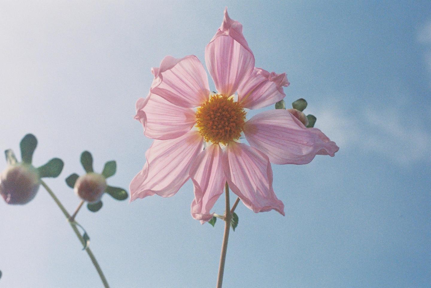 A pink flower with a yellow center is shown against a clear blue sky.