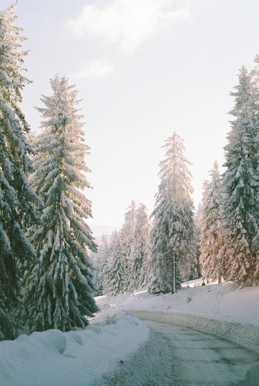 A snow-covered road winds through a forest of tall pine trees under a bright sky.