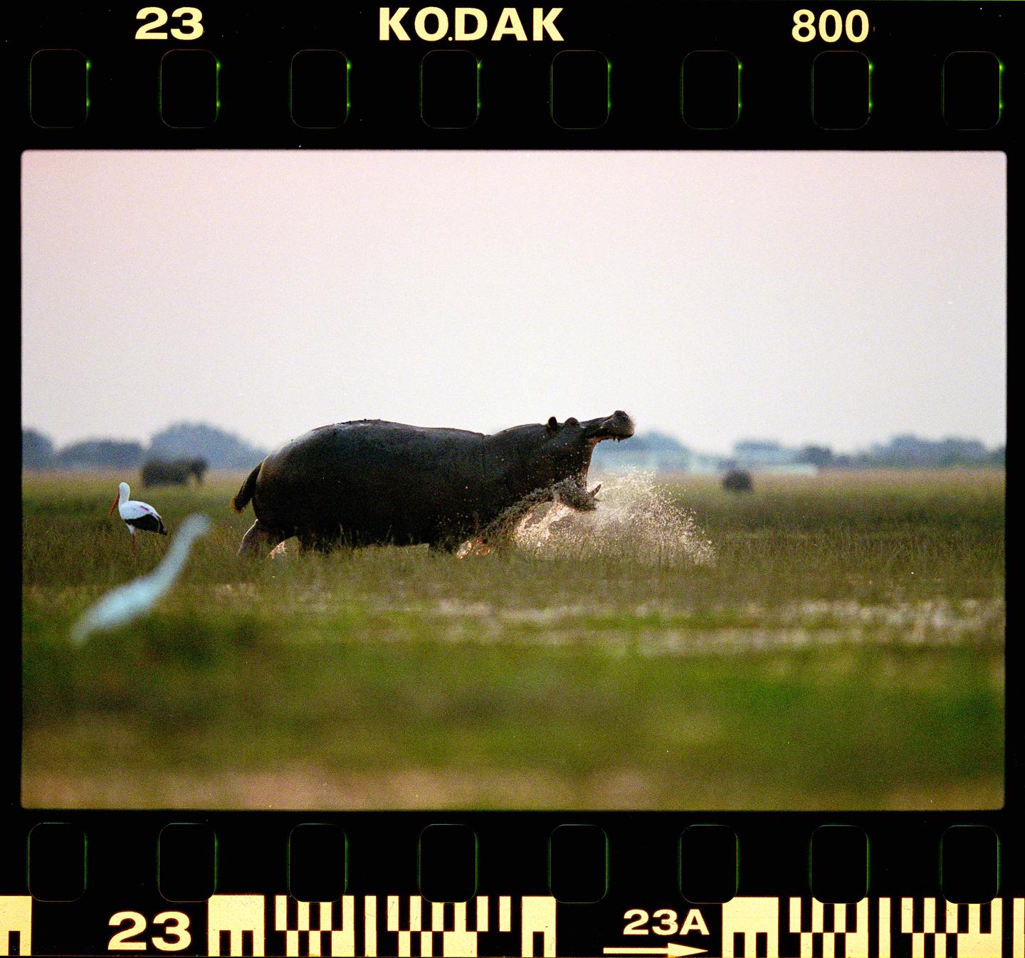 A hippopotamus with its mouth open is running through shallow water, creating a splash, with a stork standing nearby in a grassy field.