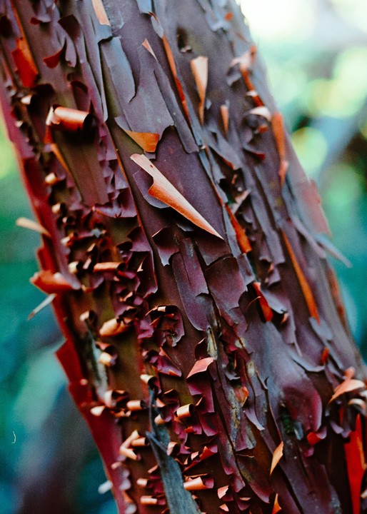 The peeling bark of a manzanita tree is shown in a close-up.
