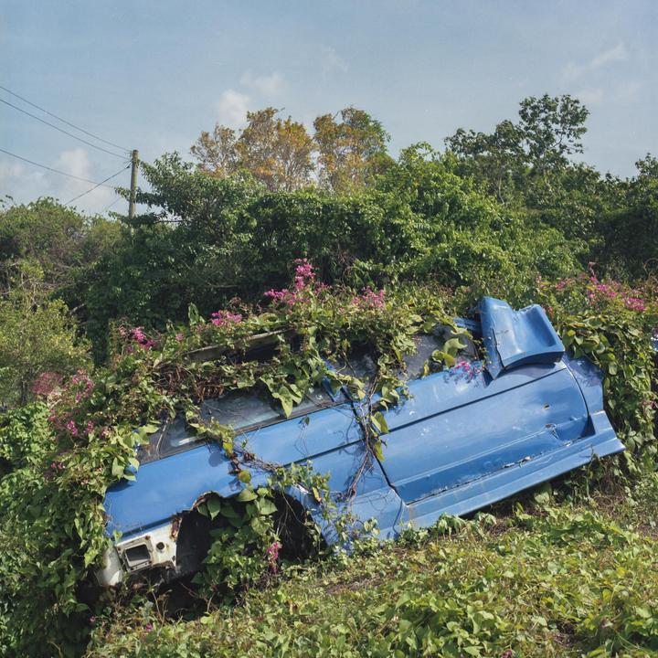 A blue car is overgrown with green vines and pink flowers on a hillside.
