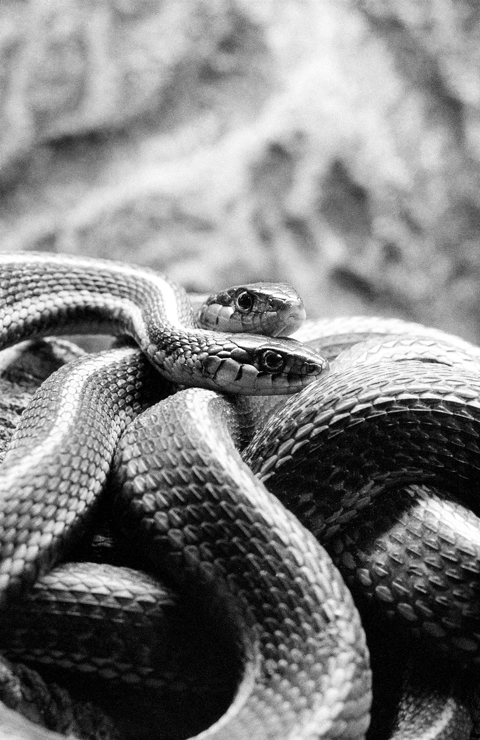 Two snakes are intertwined, with one resting its head on top of the other.
