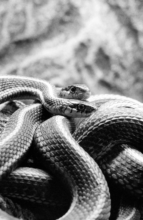 Two snakes are intertwined, with one resting its head on top of the other.
