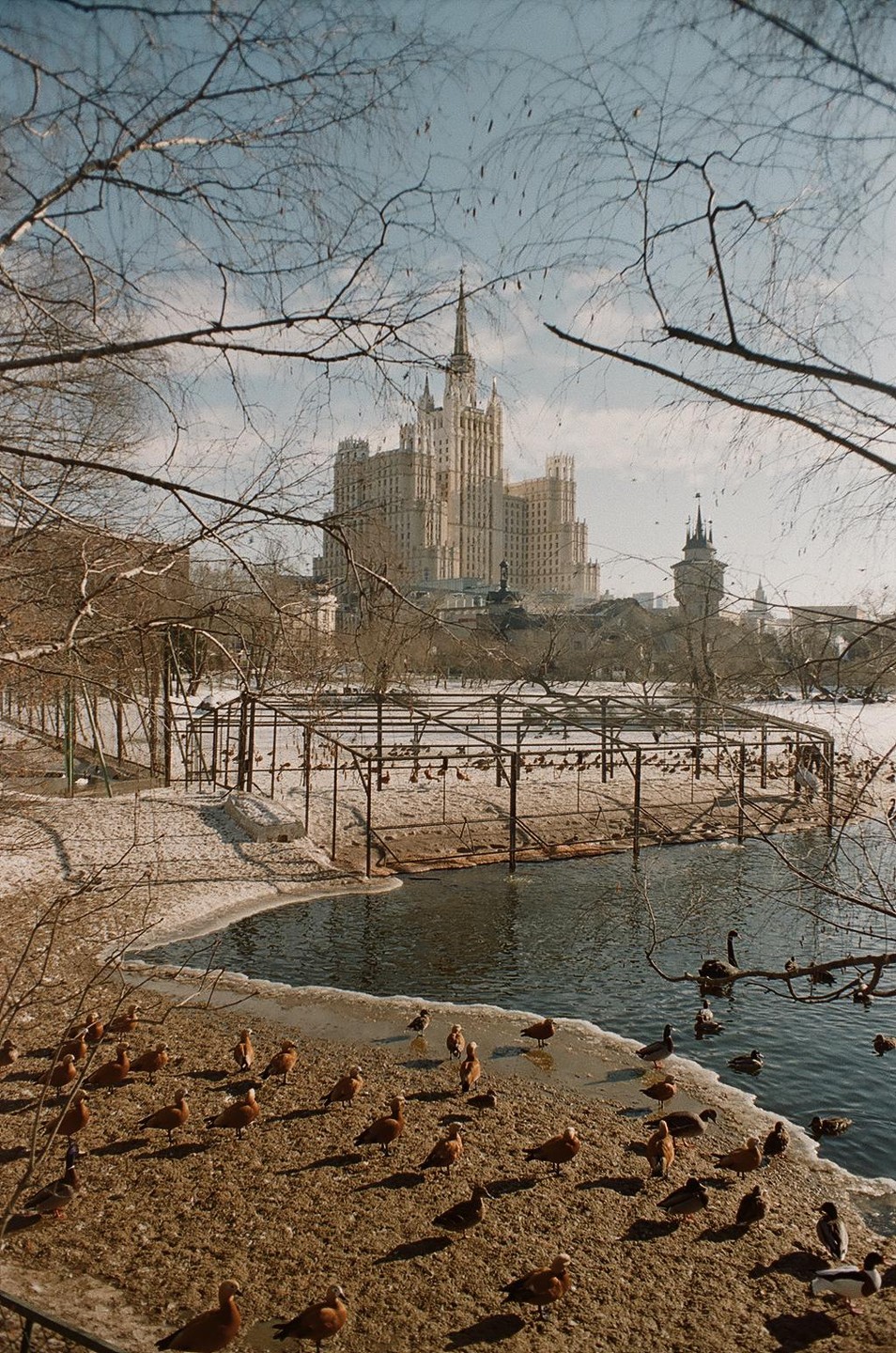 A large building with a spire is visible behind a partially frozen pond with many ducks and geese on the shore and in the water.