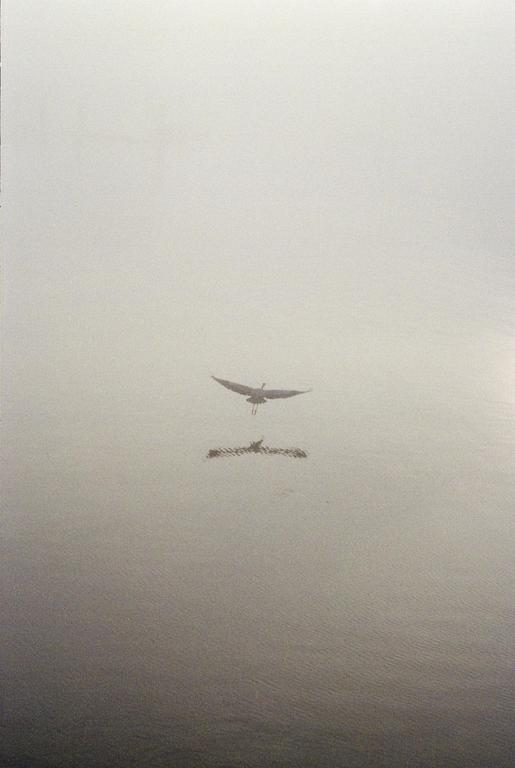 A heron flies over water, its reflection visible below, in a hazy, monochromatic scene.