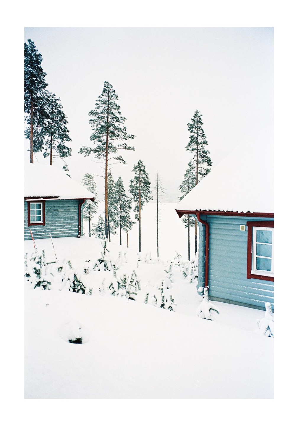 Two snow-covered cabins with red trim are nestled among tall pine trees in a winter landscape.