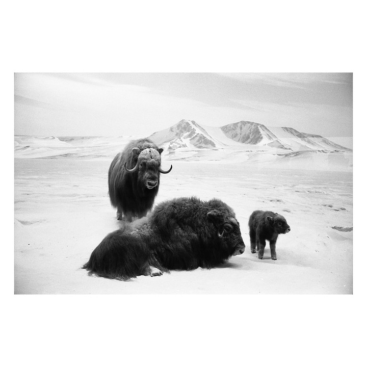 Three muskoxen, two adults and one calf, stand on a snowy plain with mountains in the background.