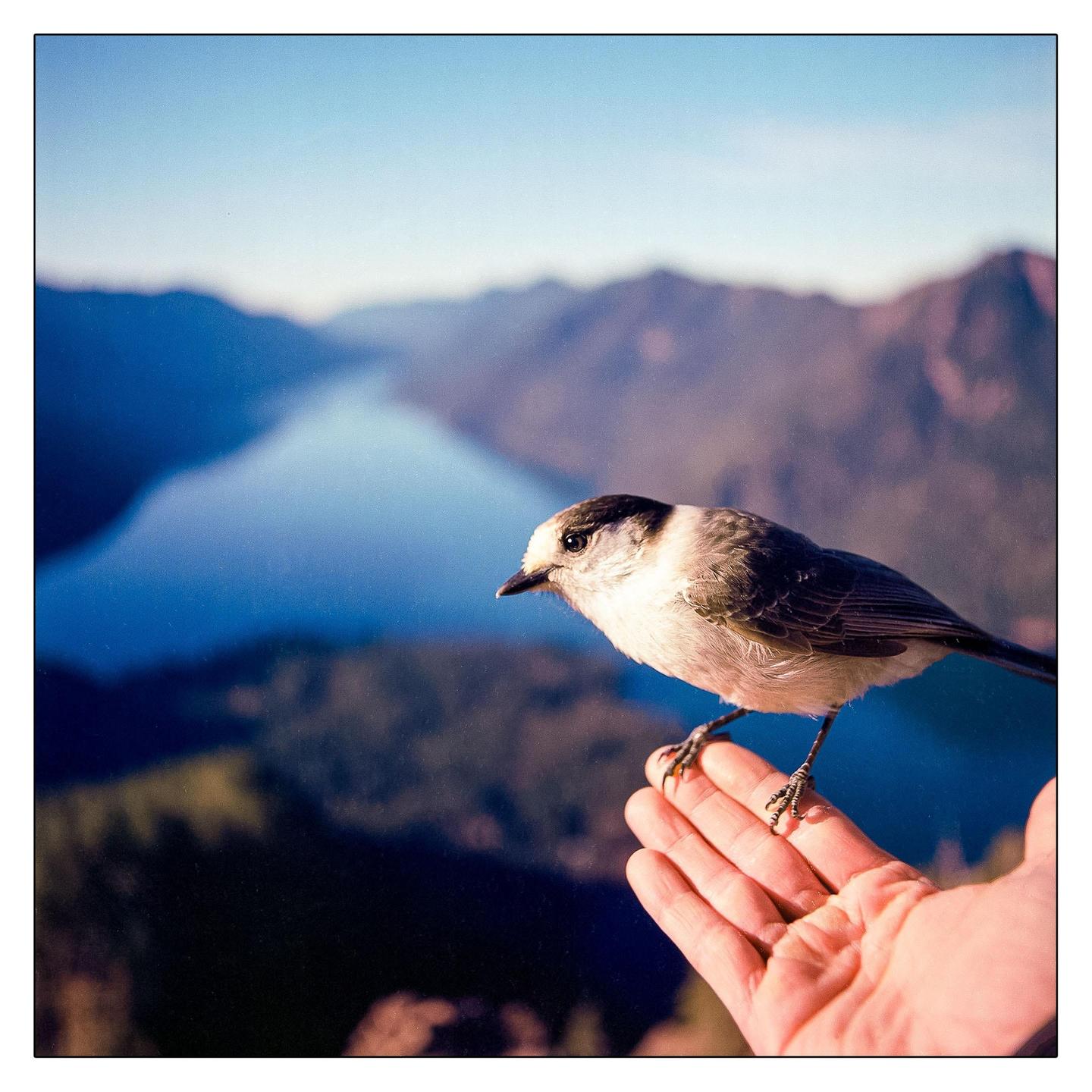 A small bird stands on an outstretched hand with a lake and mountains in the background.