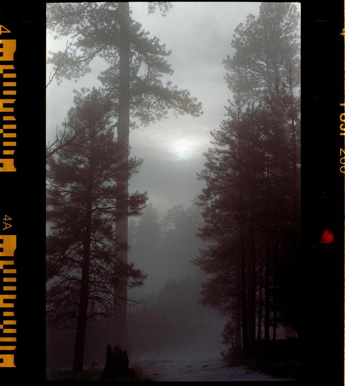 A forest path is covered in a light dusting of snow, with tall pine trees shrouded in fog.