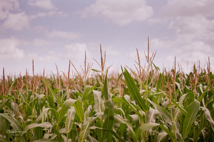A field of corn stalks with tassels stands under a cloudy sky.
