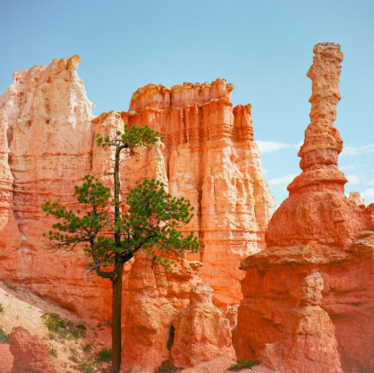 A lone pine tree stands among the orange hoodoos of Bryce Canyon.