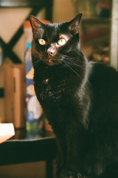 A black cat with bright yellow eyes looks directly at the viewer.