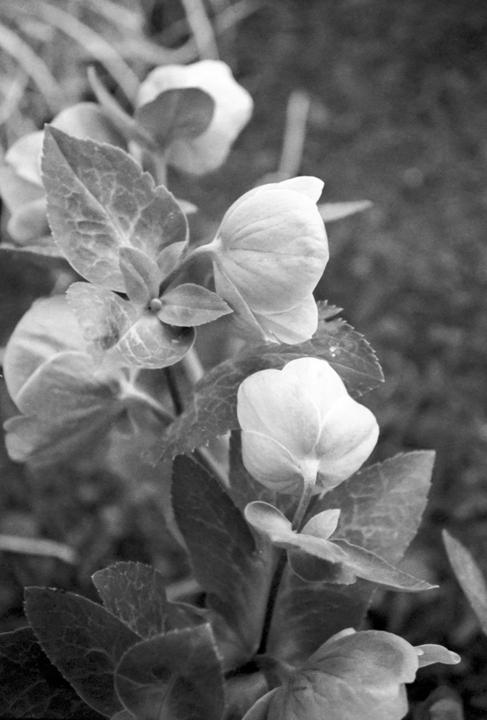 Several closed flower buds and leaves are visible in a garden.