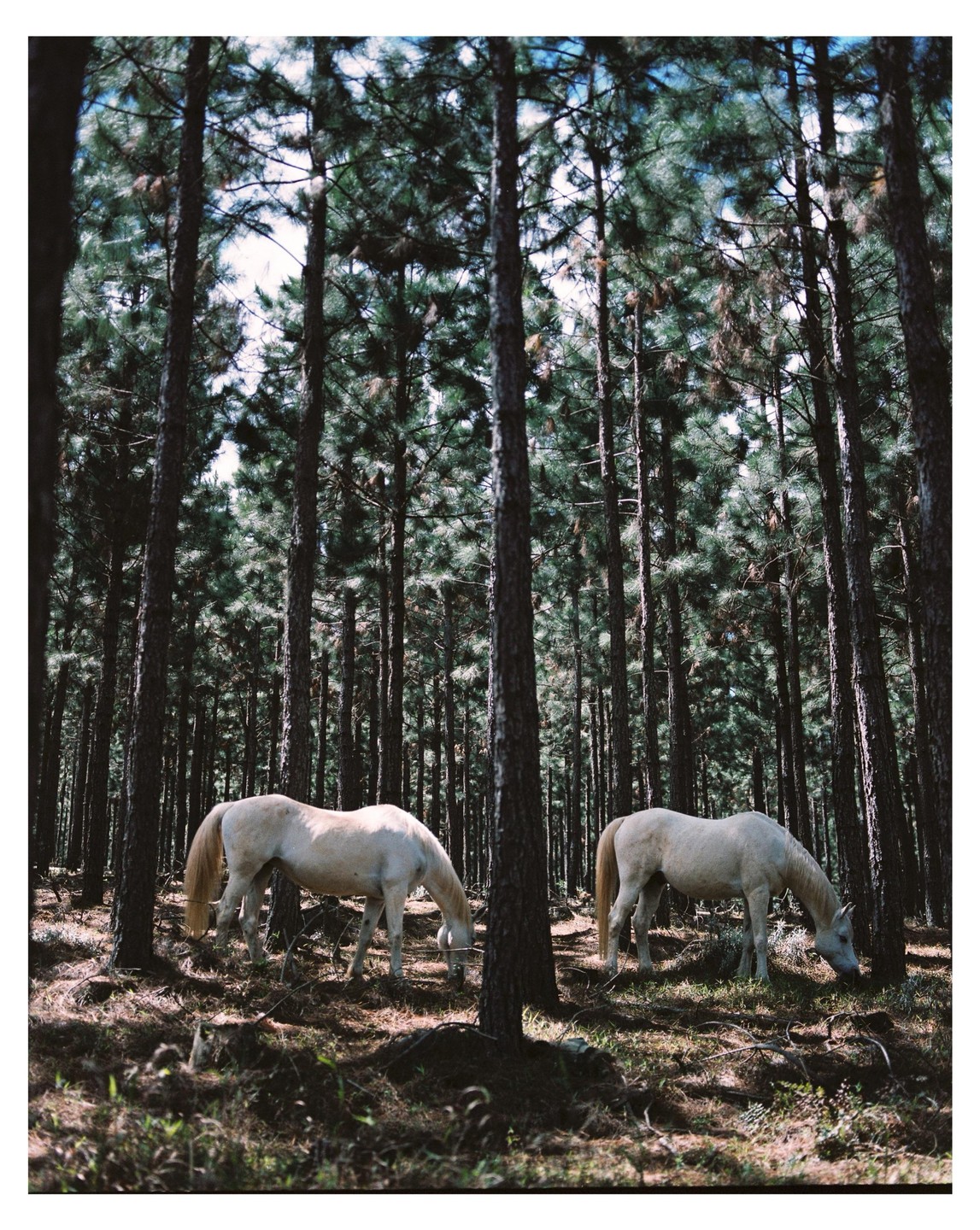 Two white horses graze in a dense pine forest.