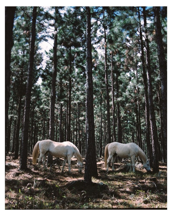 Two white horses graze in a dense pine forest.