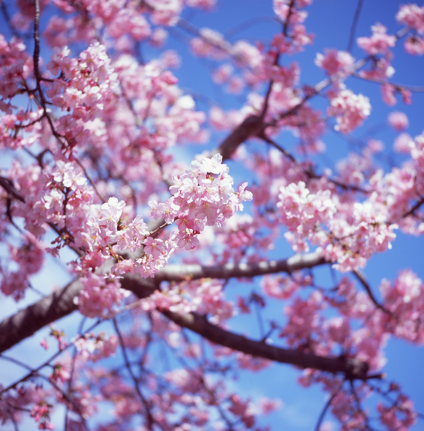 Pink cherry blossoms are in full bloom against a clear blue sky.