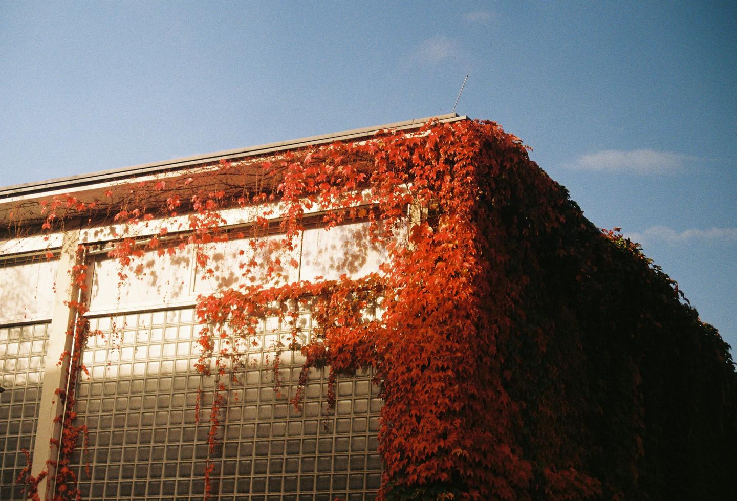 A building covered in red ivy is shown against a clear blue sky.