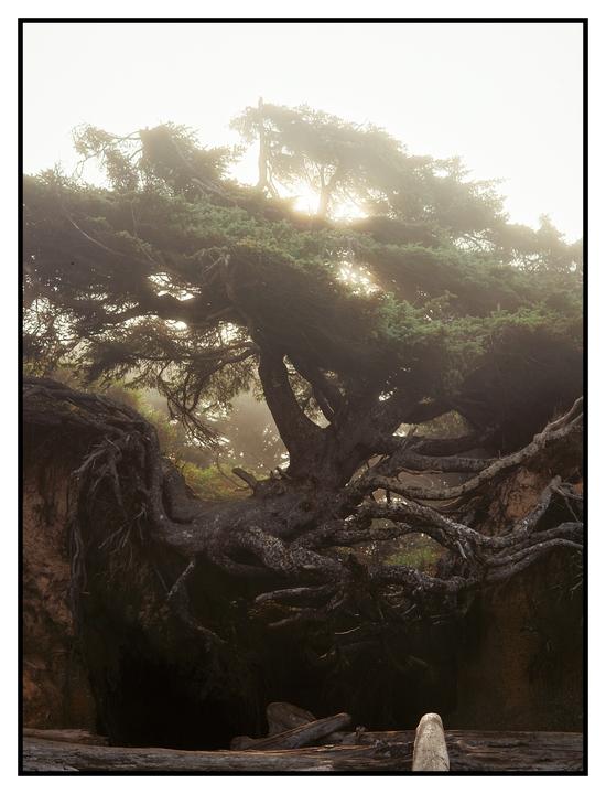 Sunlight shines through the branches of a large tree with exposed roots on a misty day.