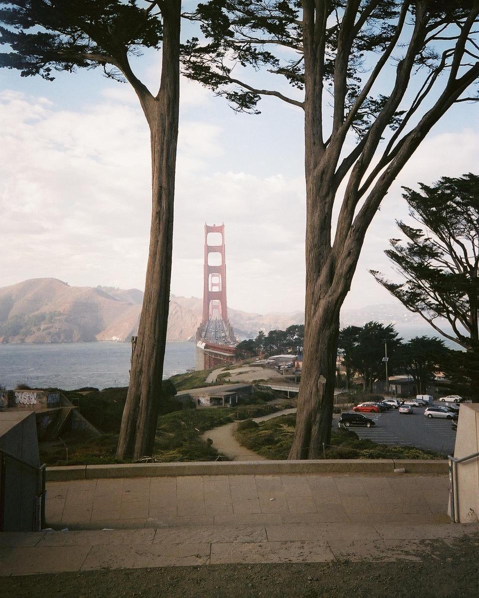 The Golden Gate Bridge is visible between two large trees, with a body of water and hills in the background.