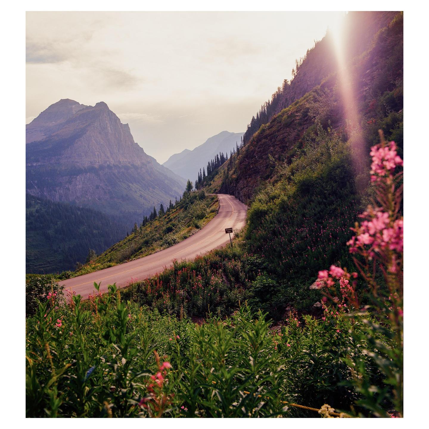 A winding road curves through a mountainous landscape with pink flowers in the foreground and a bright sun flare.