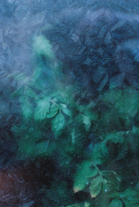 A plant is visible through a textured glass surface.