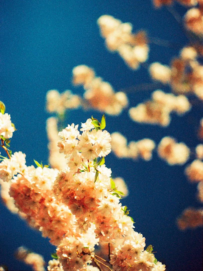 First experience with OptiColour 200 [Leica CL / Canon 50mm f1.4 ltm], shot on OPTIK OLDSCHOOL OPTICOLOUR 200