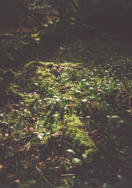 Sunlight illuminates a patch of moss and green plants on a forest floor.