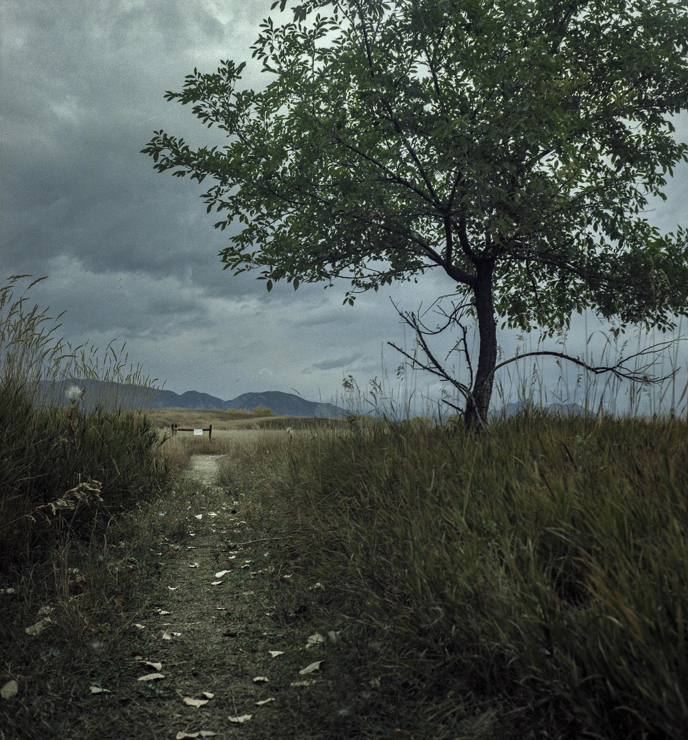 A dirt path leads through tall grass towards mountains under a cloudy sky, with a tree on the right.