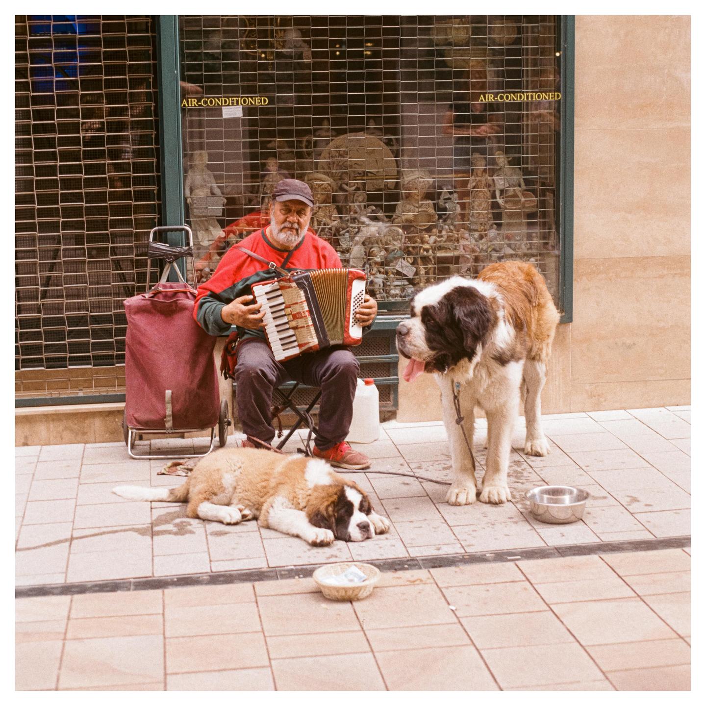 A man plays an accordion on a street with two Saint Bernard dogs.