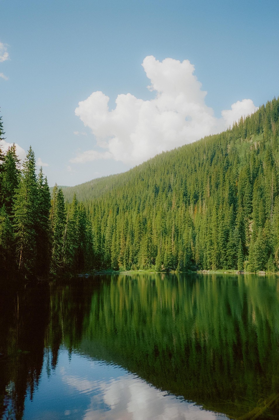 A dense forest of pine trees lines the shore of a calm lake, reflecting the trees and sky on its surface.