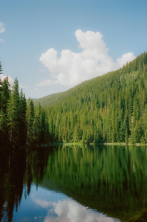 A dense forest of pine trees lines the shore of a calm lake, reflecting the trees and sky on its surface.