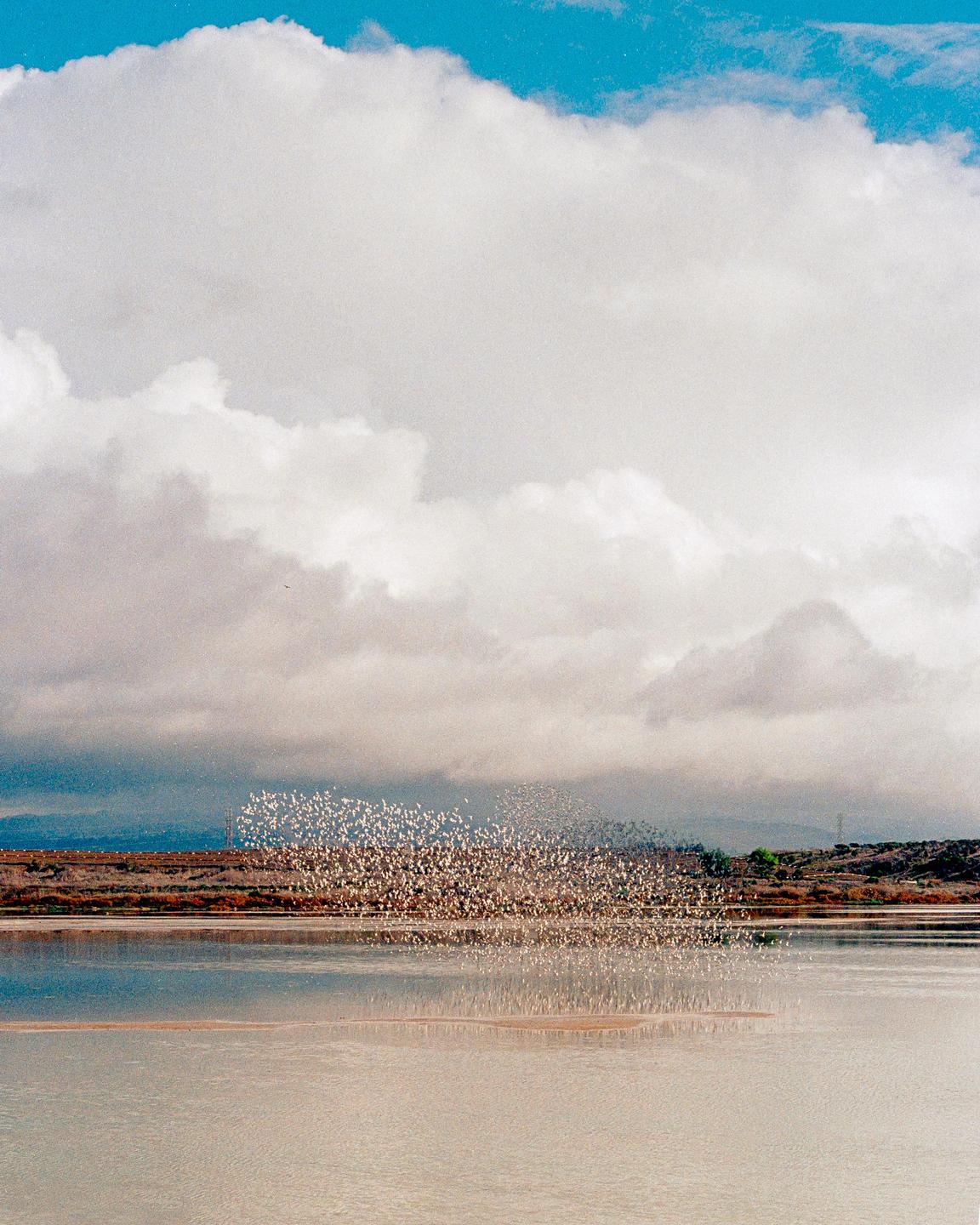 A large flock of birds flies low over a body of water with a cloudy sky above.