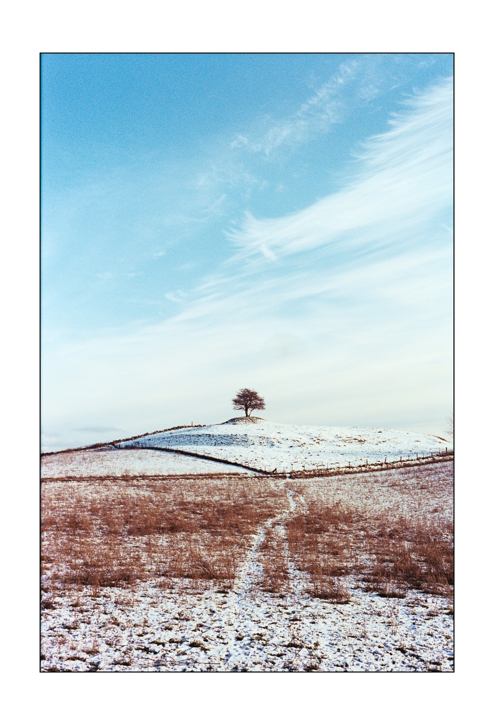 A lone tree stands on a snow-covered hill under a blue sky with wispy clouds.