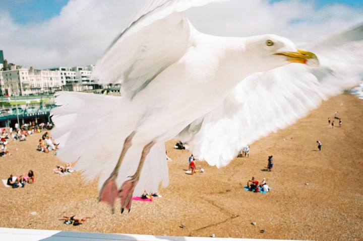 A seagull flies over a crowded beach with buildings in the background.