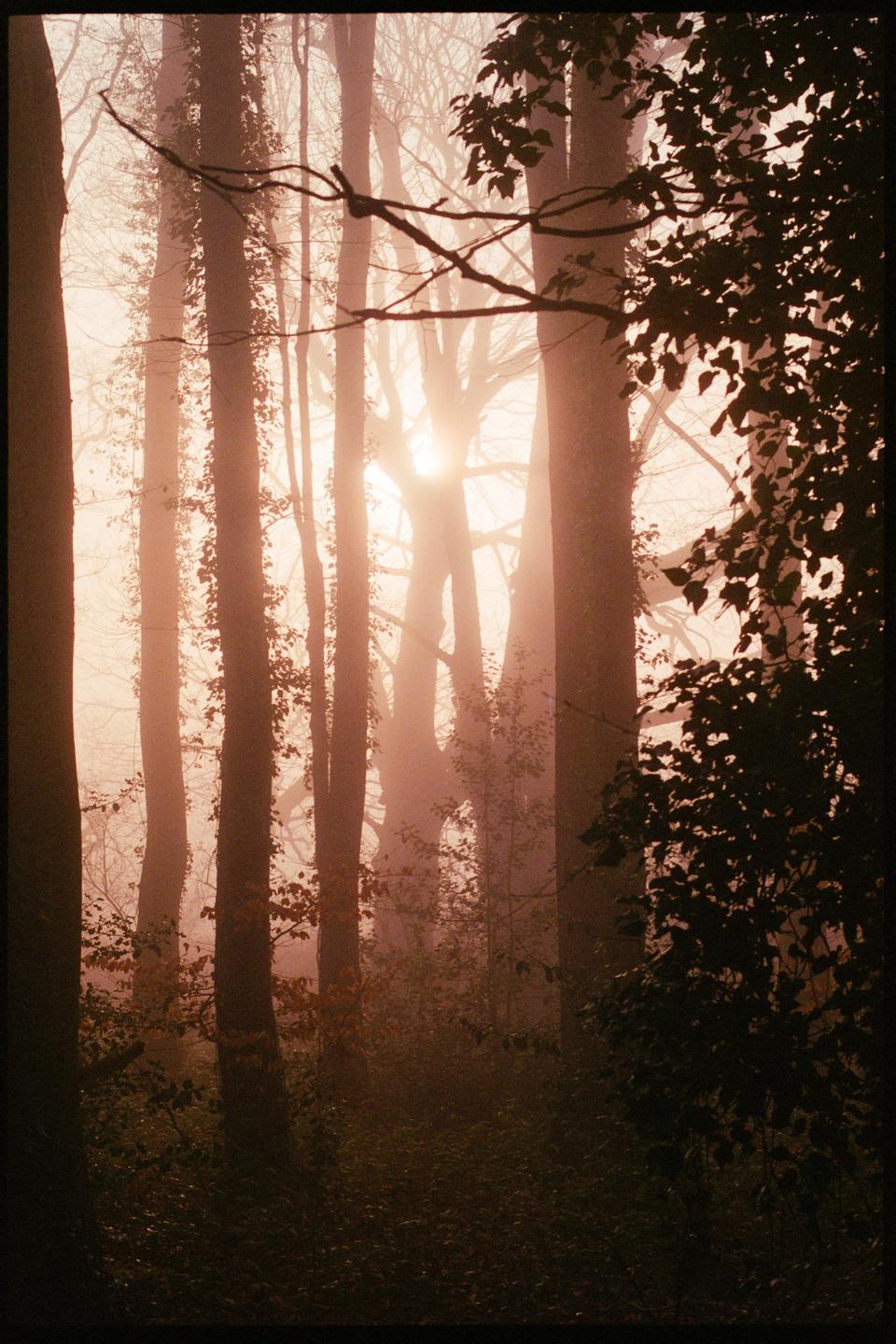 Sunlight shines through a hazy forest with tall trees and dense foliage.